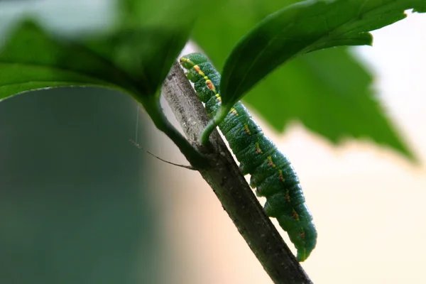 Het Een Rups Van Gelbling Wandelende Gelbling Maar Alleen Het — Stockfoto