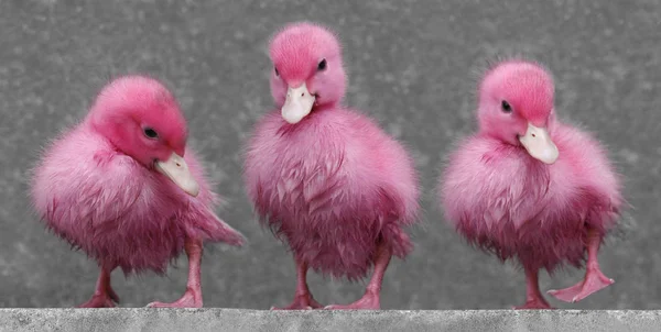 Vacker Utsikt Över Vacker Fågel Naturen — Stockfoto