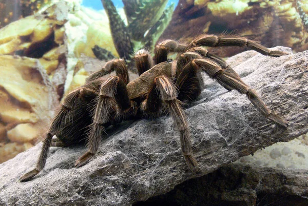 Tarântula Insetos Perigosos Assustadores — Fotografia de Stock