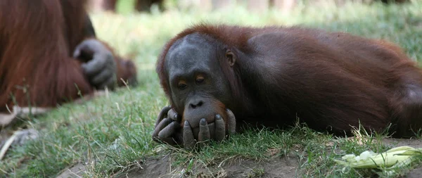 Affe Primaten Tier Tierwelt — Stockfoto