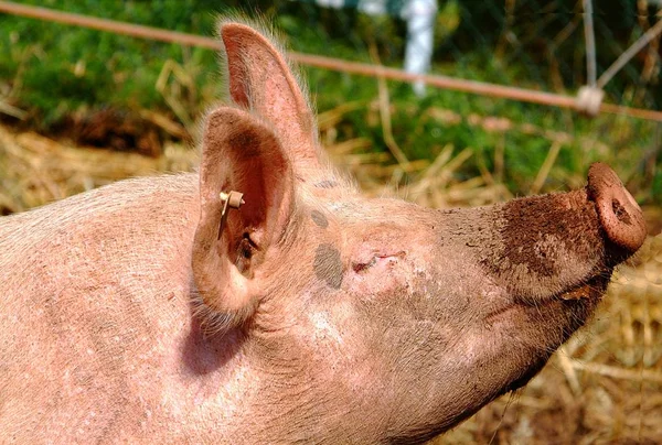 紹介してもいいですか こちらはウリ国内の豚で — ストック写真