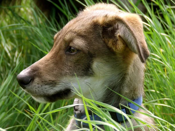 Retrato Lindo Perro — Foto de Stock