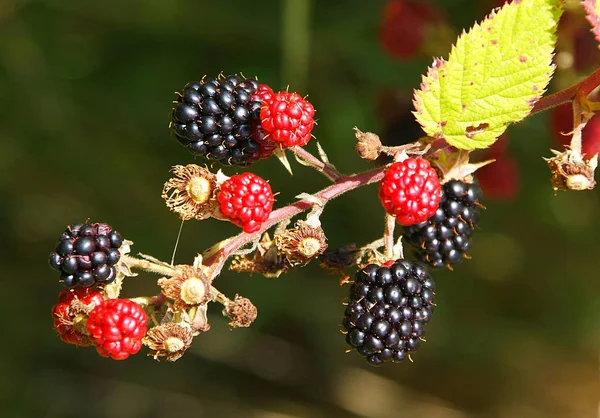 Reife Brombeeren Der Maulbeere Einem Busch — Stockfoto