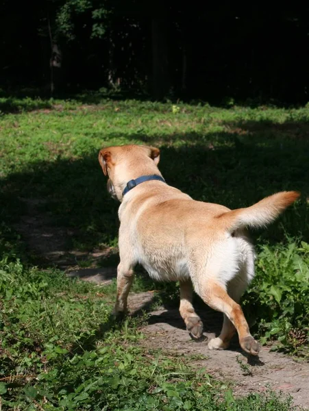 Cão Está Indo Seu Caminho — Fotografia de Stock