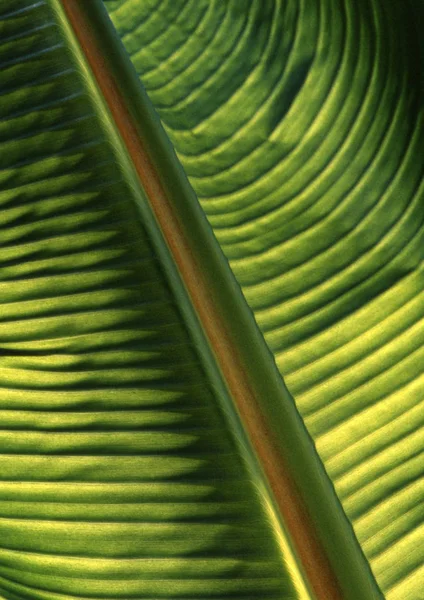 leaf structure, close up view foliage background