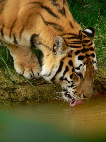 Encerramento Animais Jardim Zoológico — Fotografia de Stock