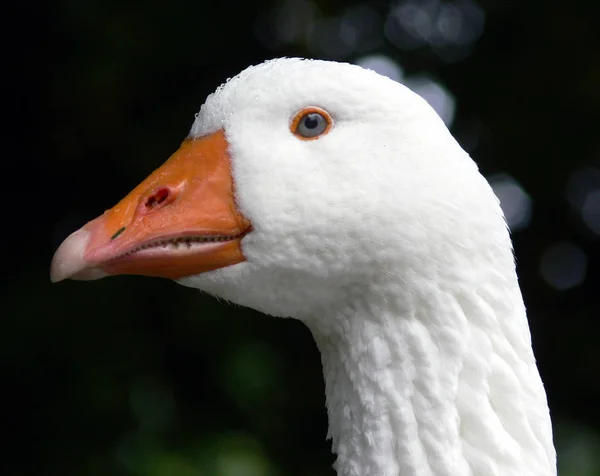 Malebný Pohled Husí Ptáka Přírodě — Stock fotografie