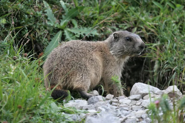 Nature Étonnante Sur Fond Montagnes Des Alpes — Photo