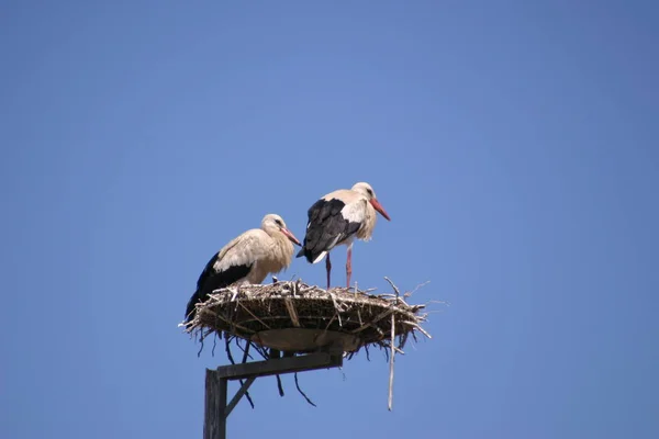 Stork Bird Wildlife Natura Fauna — Stock Photo, Image