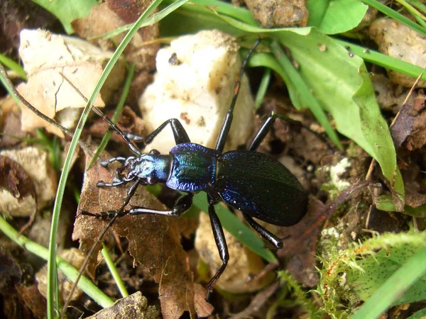 Närbild Insekter Vild Natur — Stockfoto