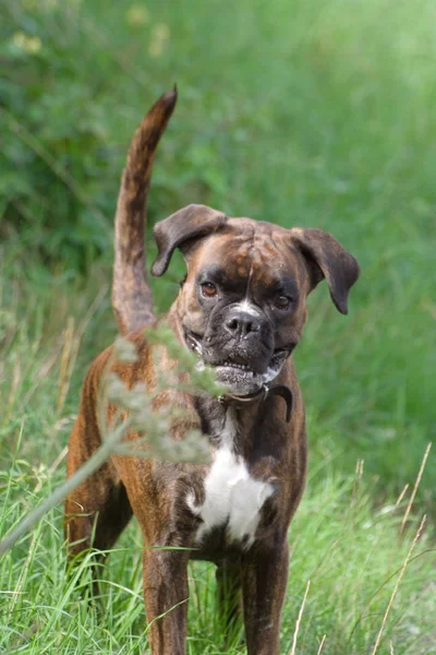 Purebred Boxer Fêmea Marrom Tabby Está Cheio Concentração Encosta — Fotografia de Stock