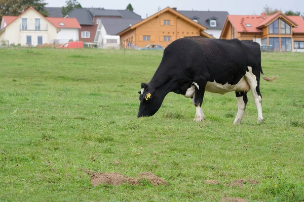 Pasoucí Kráva Jejich Pastvinách Pozadí Jasně Vidět Jak Blízko Jsou — Stock fotografie