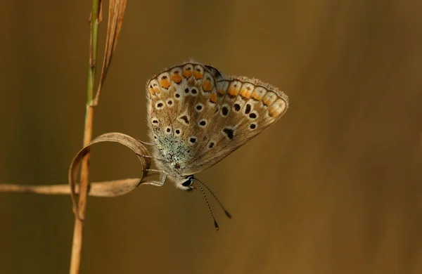 Widok Bliska Piękny Kolorowy Motyl — Zdjęcie stockowe