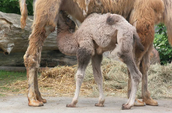 Dierenwelzijn Dierentuin — Stockfoto