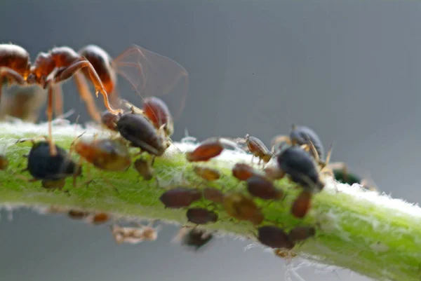 Ekscytujące Oglądać Mrówki Idące Prawie Czule Swoimi Mszycami Ale Poruszające — Zdjęcie stockowe