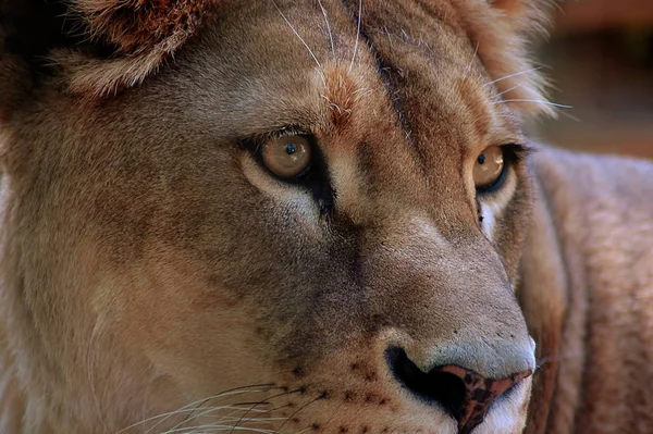 美洲狮的特写镜头 — 图库照片