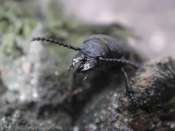 Közelkép Bug Vad Természet — Stock Fotó