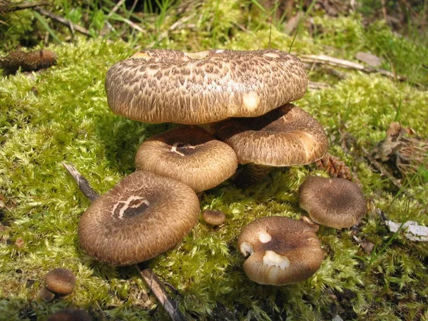 Culture Champignons Dans Forêt Fond Nature — Photo