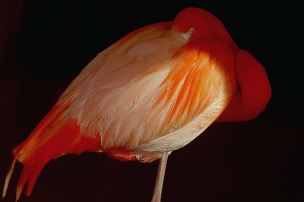 Aussichtsreiche Aussicht Auf Schöne Vögel Der Natur — Stockfoto