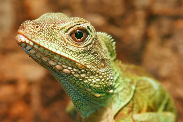 Egzotyczne Zwierzę Jaszczurcze Gad Iguana — Zdjęcie stockowe