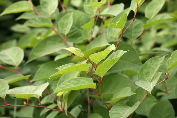 Bunga Musim Semi Tanaman Knotweed — Stok Foto