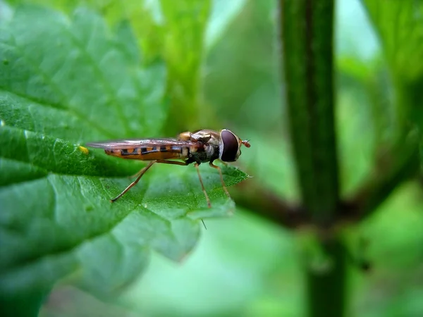 Close Van Een Insect Wilde Natuur — Stockfoto