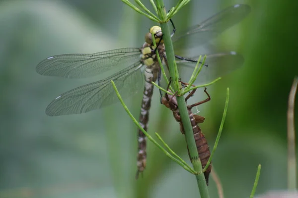 Insecto Naturaleza Mosca Dragonela Odonata —  Fotos de Stock