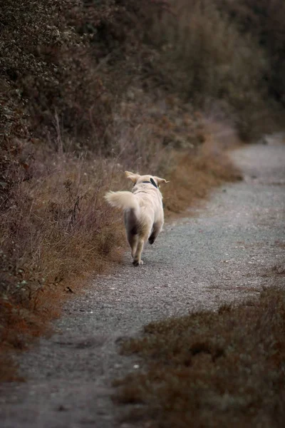 Porträtt Söt Hund — Stockfoto