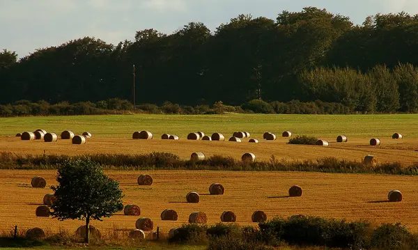 Cosecha Campo Agrícola Pacas Paja — Foto de Stock