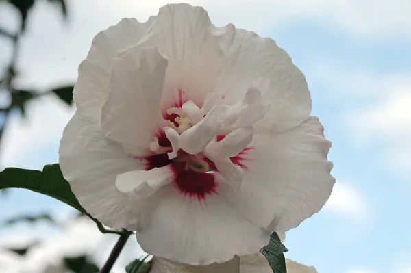 美しいカラフルなハイビスカスの花の景色 — ストック写真