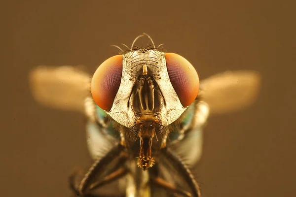 Fly eye magnification hi-res stock photography and images - Alamy