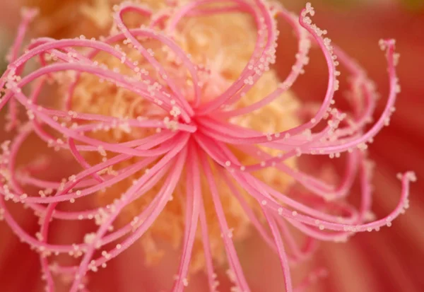 Beautiful Botanical Shot Natural Wallpaper — Stock Photo, Image