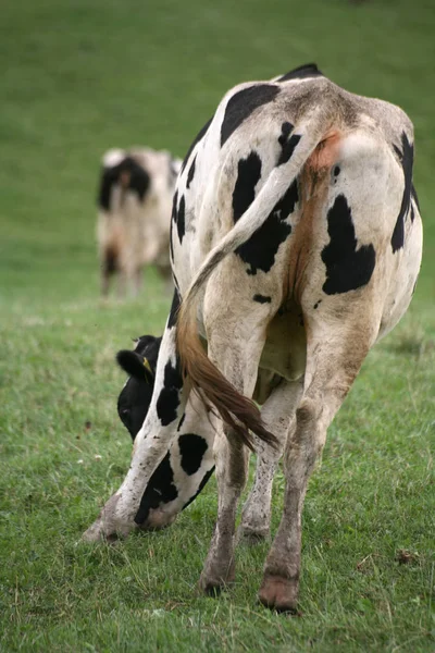 Vaca Feliz Pasto —  Fotos de Stock