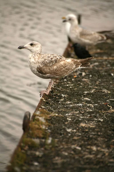 Fiatal Heringsirály Rakpart Falán — Stock Fotó