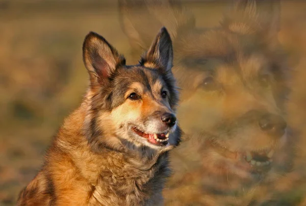 Retrato Lindo Perro — Foto de Stock