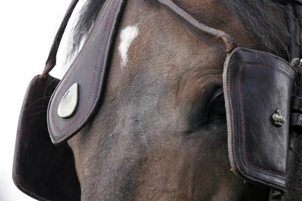 Blinkare Häst — Stockfoto