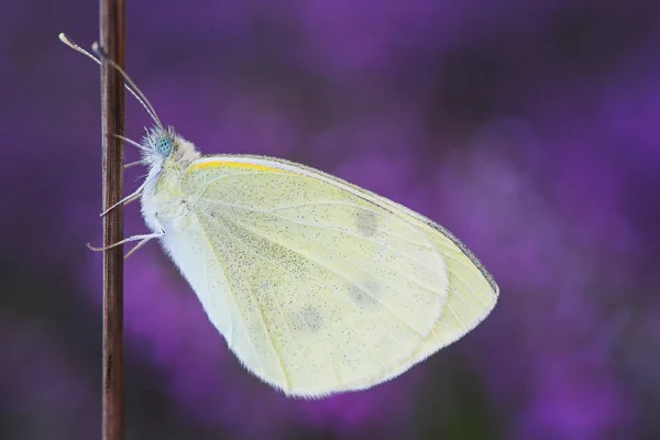 Papillon Blanc Dans Flore Environnement Les Insectes — Photo