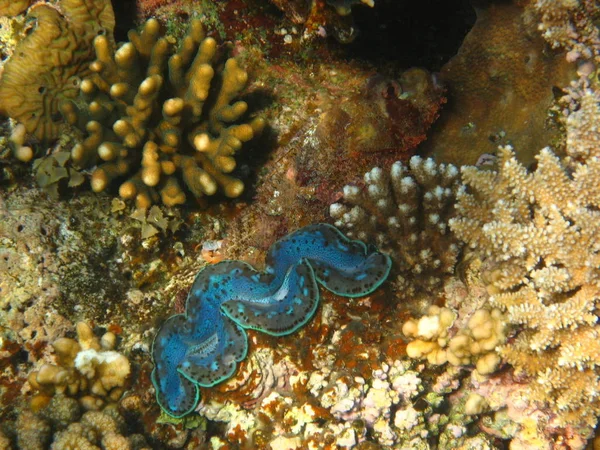 Camouflaged Stonefish Next Giant Clam — Stock Photo, Image