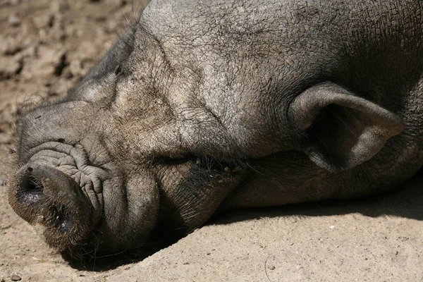 Primo Piano Degli Animali Allo Zoo — Foto Stock