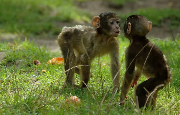 Quería Dar Sólo Beso — Foto de Stock