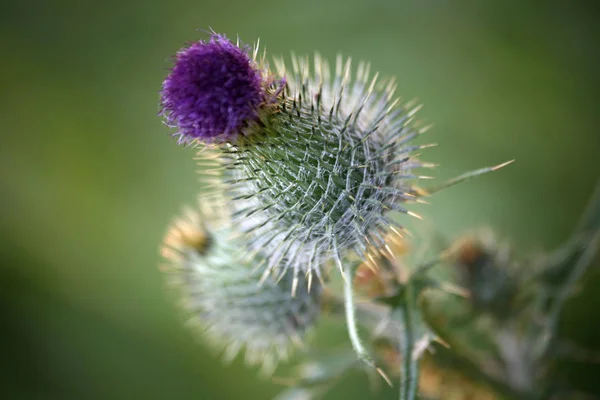 Wilde Veldbloem Flora Natuur — Stockfoto