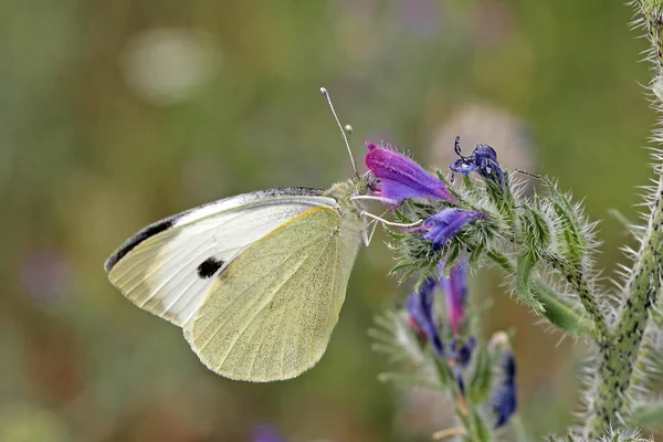 Perda Bugs Comum Echium Vulgare — Fotografia de Stock