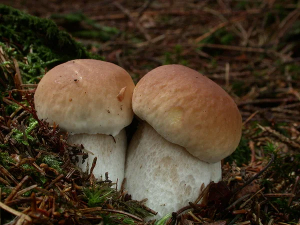 Coltivazione Funghi Nella Foresta Sfondo Naturale — Foto Stock