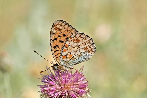 Closeup View Exotic Beautiful Falter — Stock Photo, Image