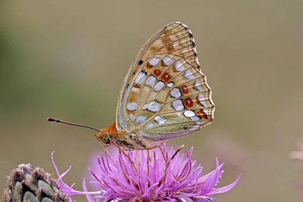 Yakından Bakınca Egzotik Güzelliğin Bocaladığını Görüyoruz — Stok fotoğraf