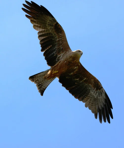 Schilderachtig Uitzicht Prachtige Vogel Natuur — Stockfoto