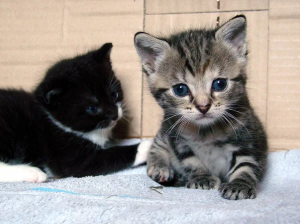 Animales Diferentes Enfoque Selectivo — Foto de Stock