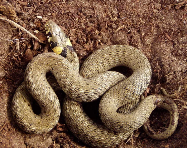 Serpent Animal Sauvage Prédateur — Photo