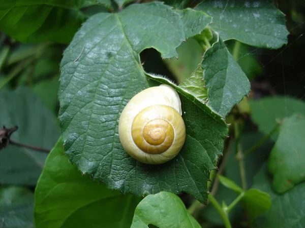 Slimy Slug Snail Crawler — Stock Photo, Image