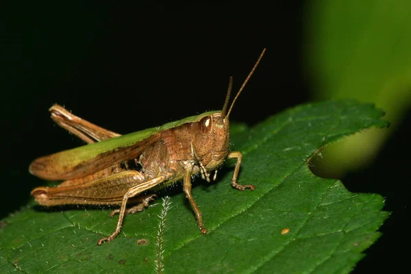 Insecte Sauterelle Insecte Invertébré — Photo